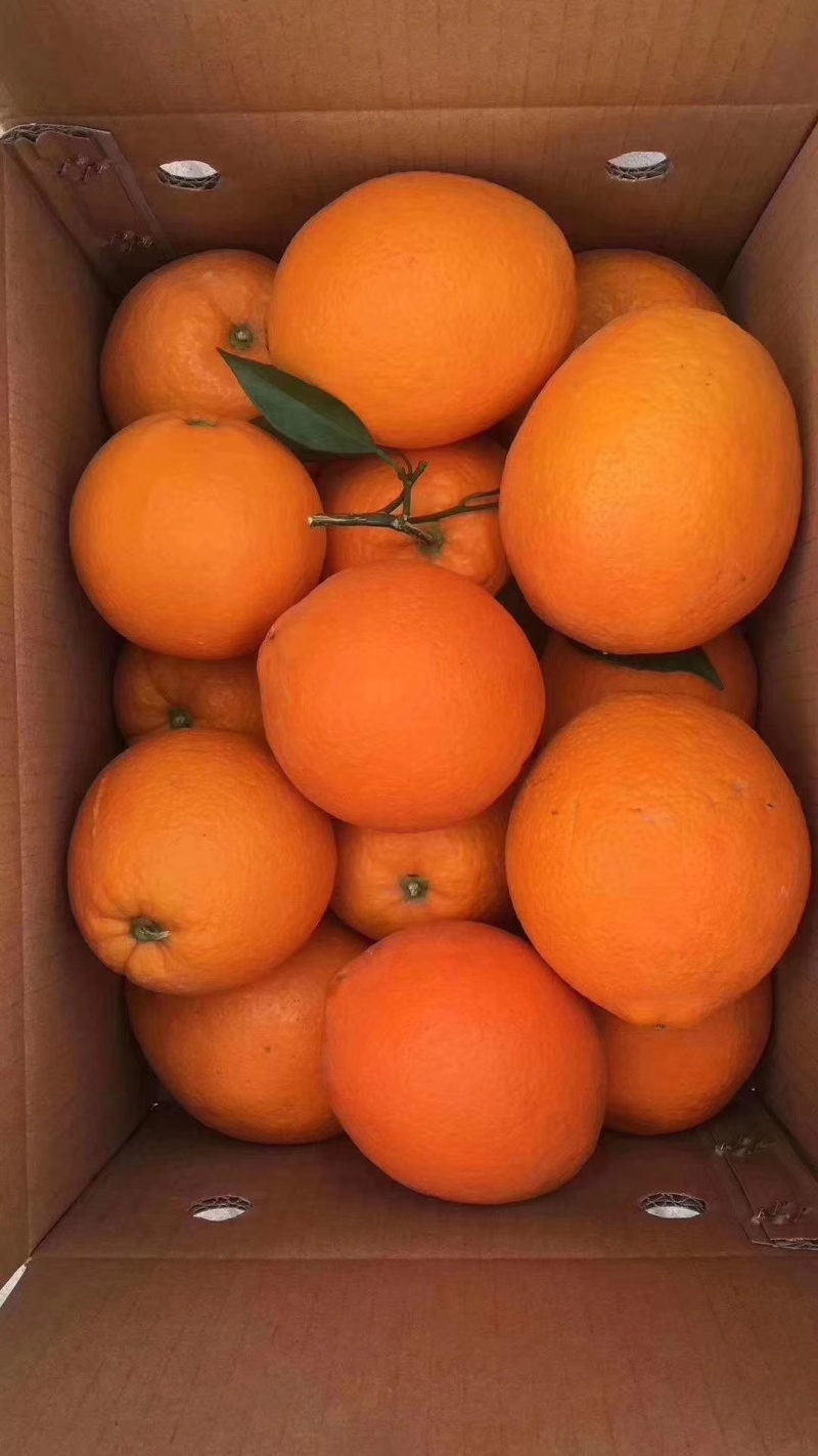 云阳纽荷尔脐橙