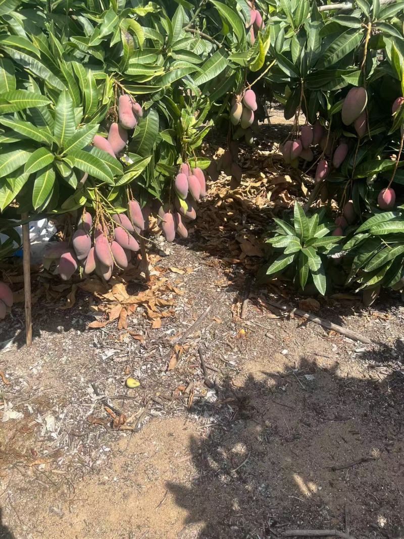 海南热带水果，贵妃芒，红金龙，市场货·电商货