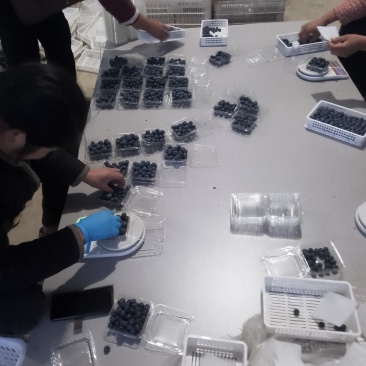 篮梅大量上市，需要的老板及时联系，价格便宜
