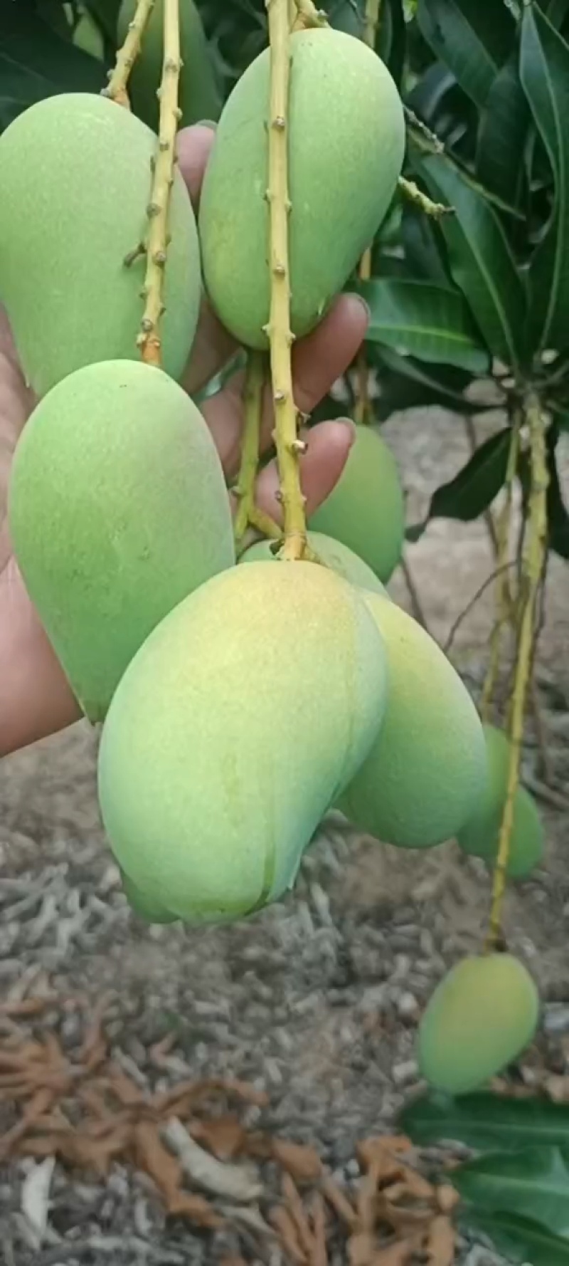 海南/水果/热带水果/芒果/大小台农芒/可对接市场/电商