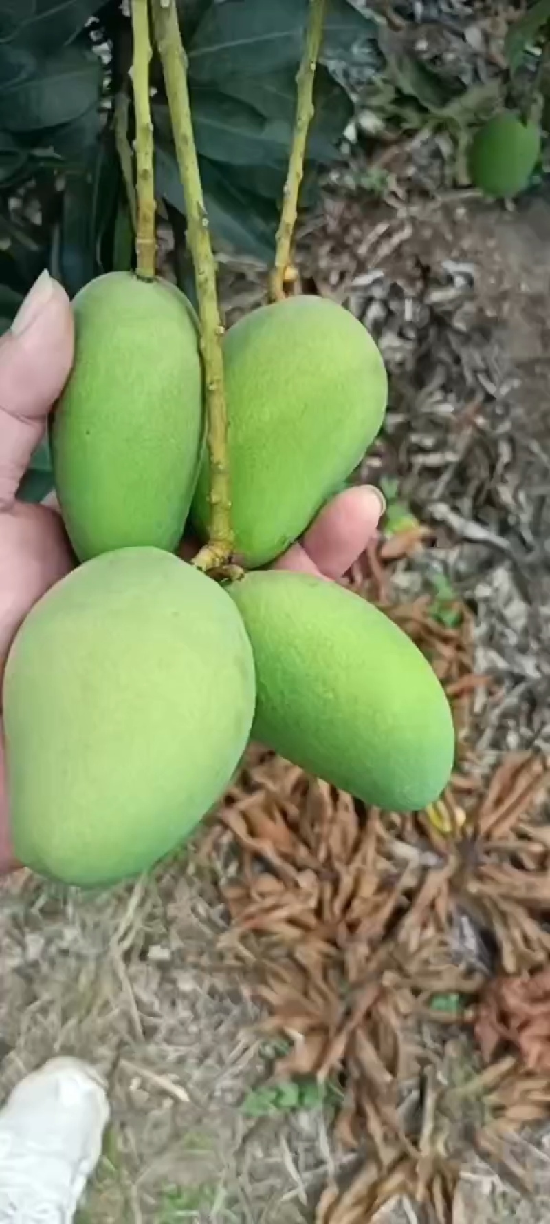 海南/水果/热带水果/芒果/大小台农芒/可对接市场/电商