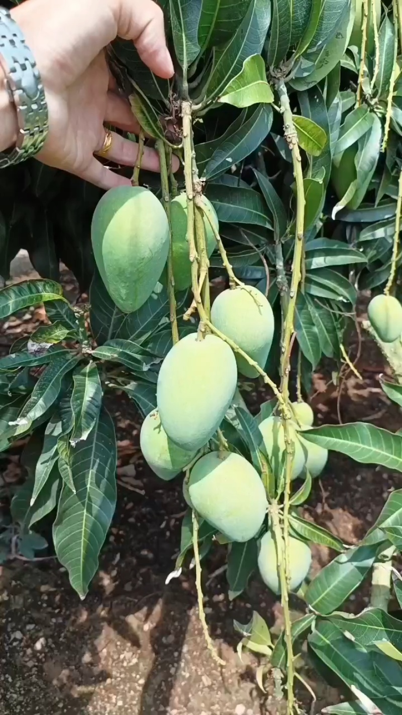 海南/水果/热带水果/芒果/大小台农芒/可对接市场/电商
