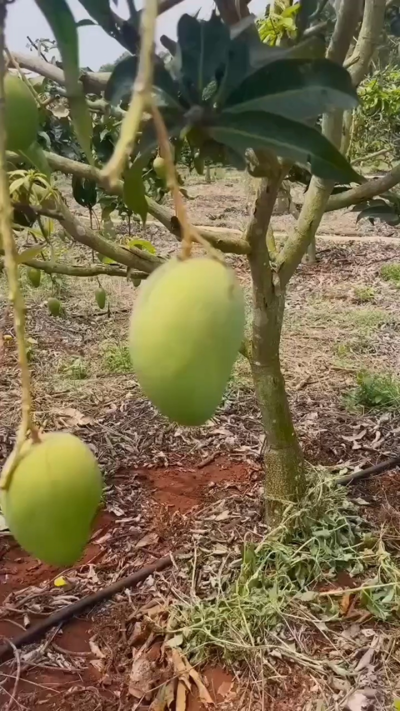 海南/水果/热带水果/芒果/大小台农芒/可对接市场/电商
