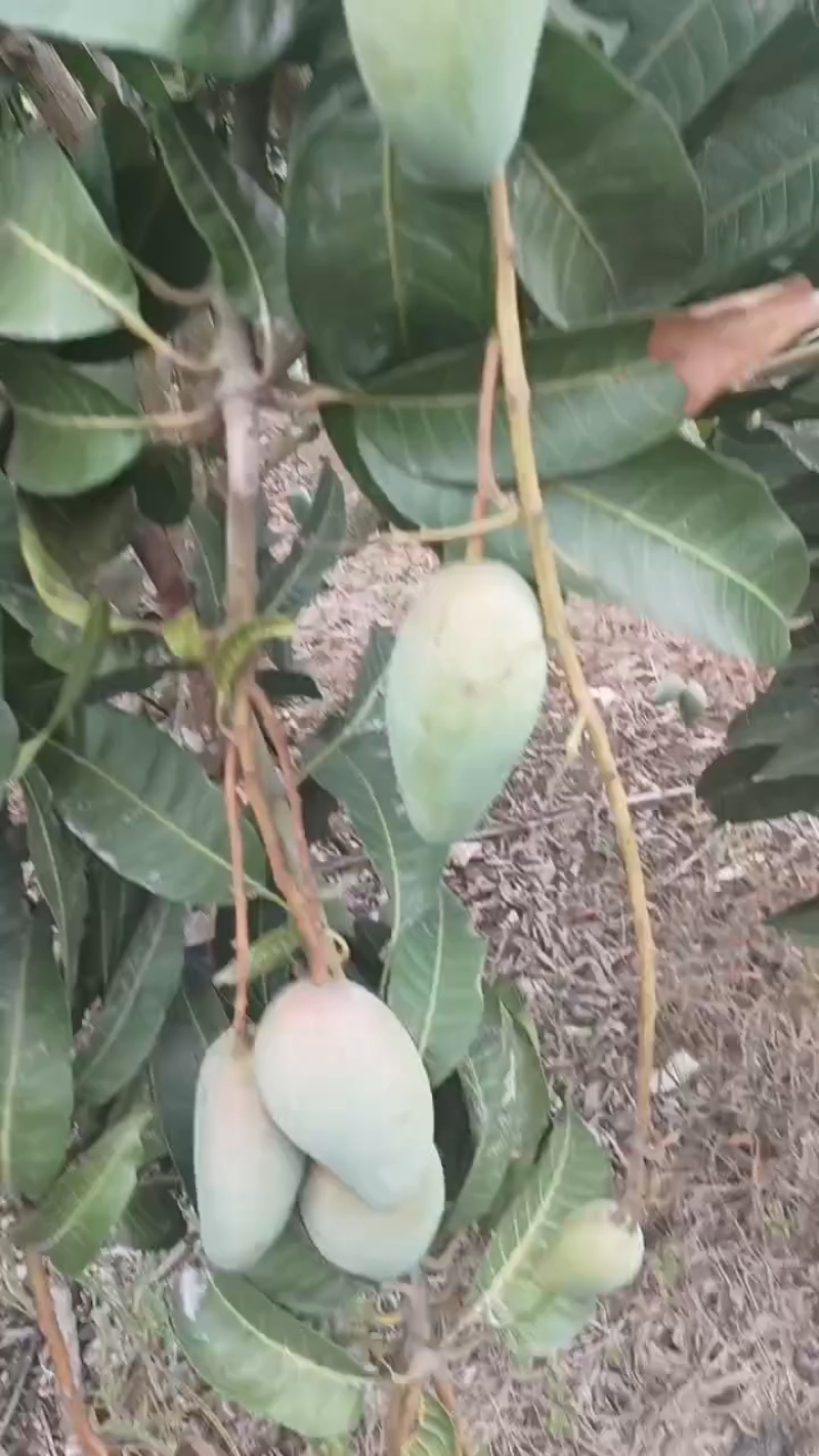 海南/水果/热带水果/芒果/大小台农芒/可对接市场/电商
