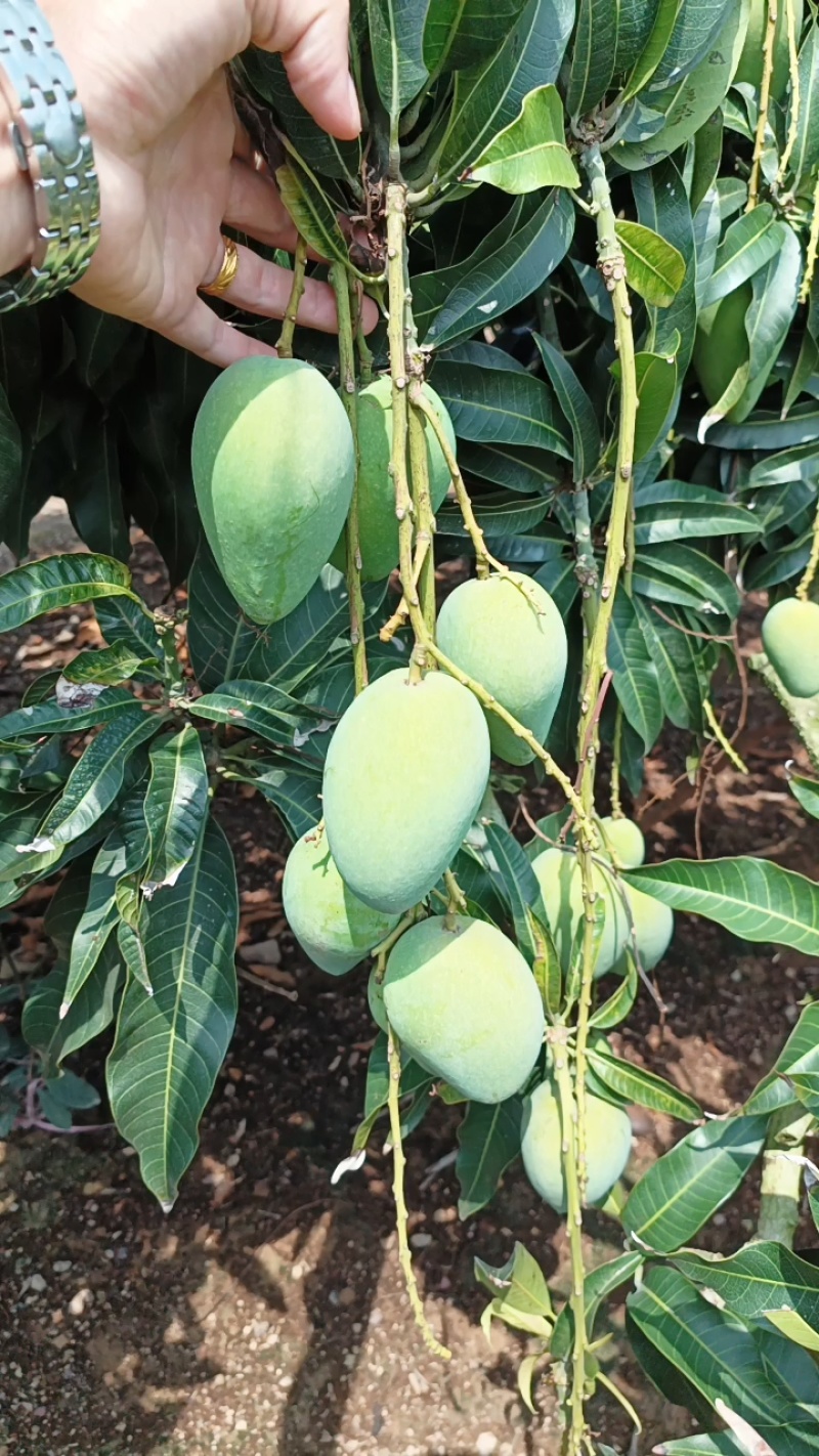 海南/水果/热带水果/芒果/大小台农芒/可对接市场/电商