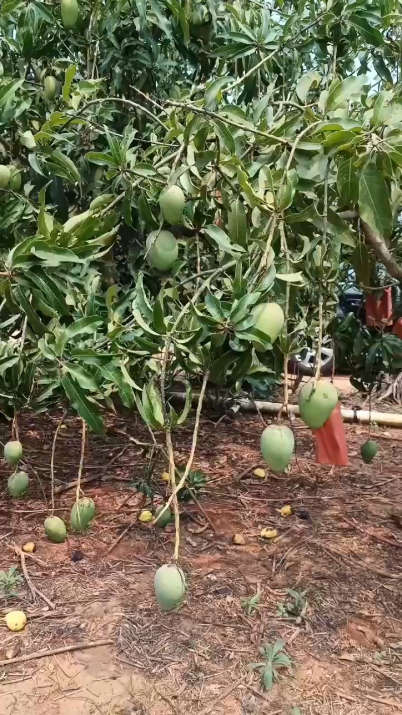 海南/水果/热带水果/芒果/大小台农芒/可对接市场/电商