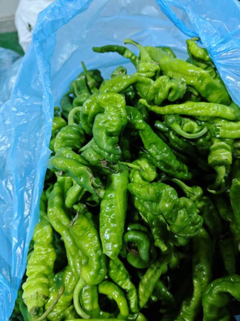 辣椒次品——加工专用椒