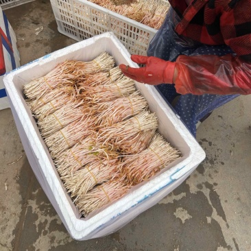 鱼腥草嫩芽鱼腥草健子芽苗菜