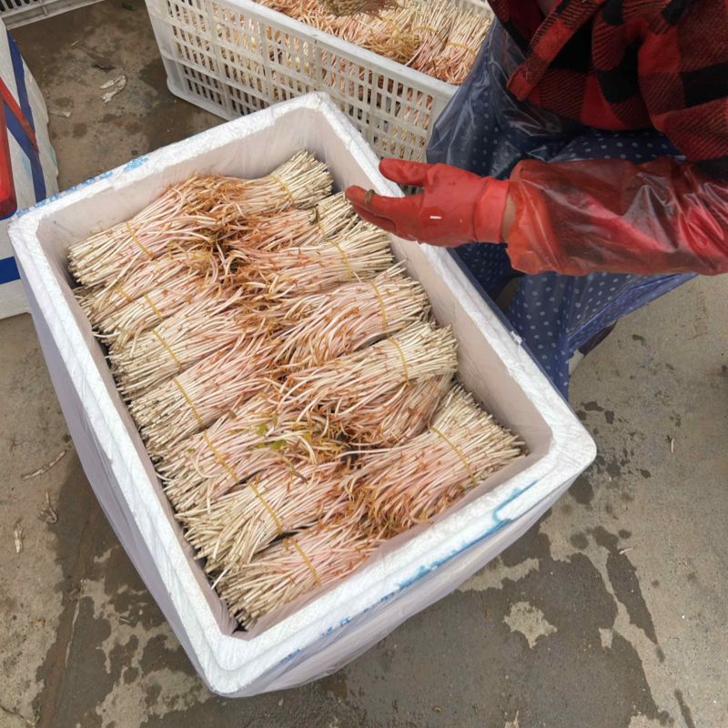 鱼腥草嫩芽鱼腥草健子芽苗菜