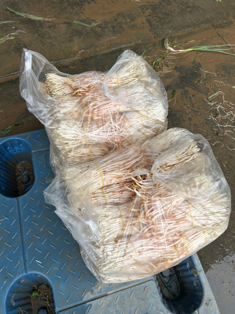 鱼腥草嫩芽鱼腥草健子芽苗菜