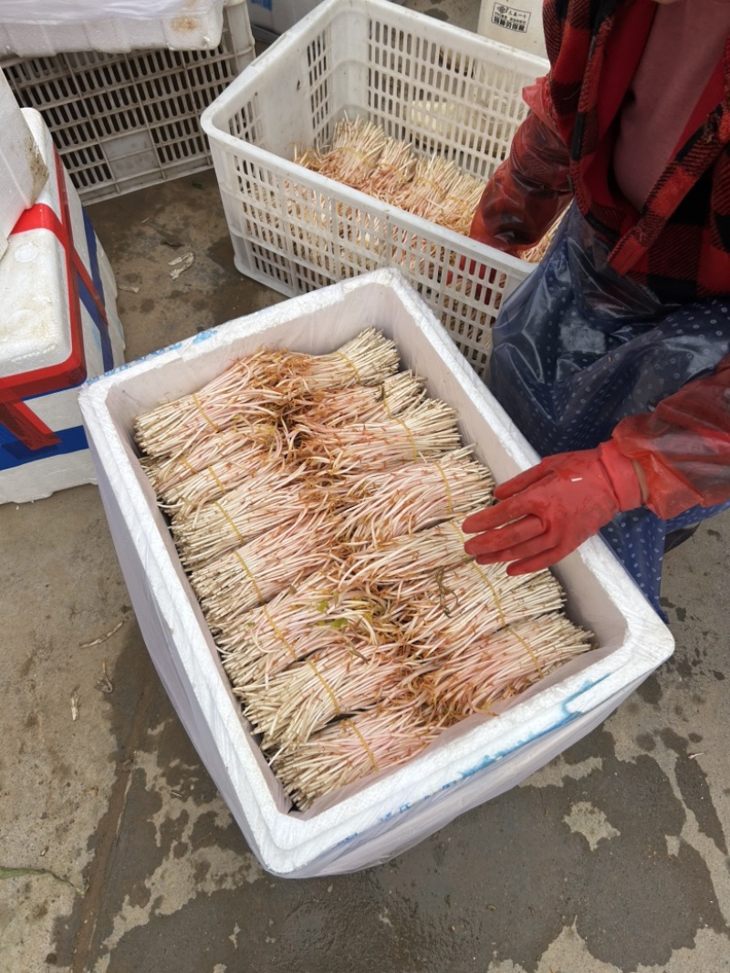鱼腥草嫩芽鱼腥草健子芽苗菜