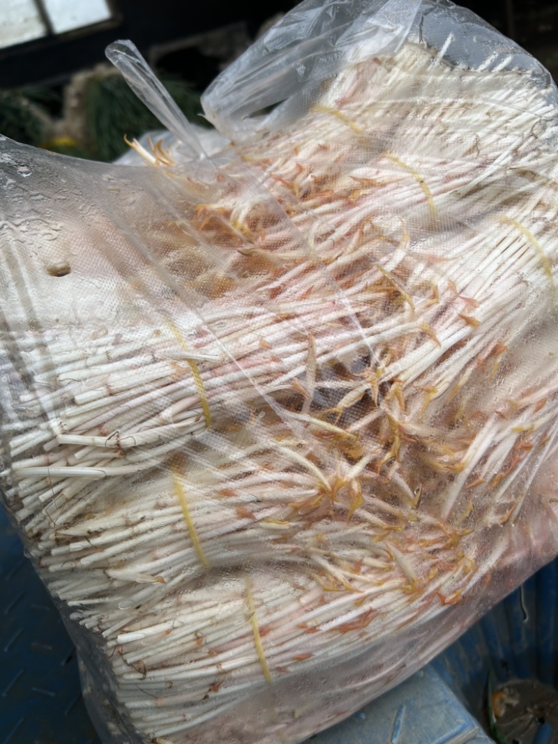 鱼腥草嫩芽鱼腥草健子芽苗菜