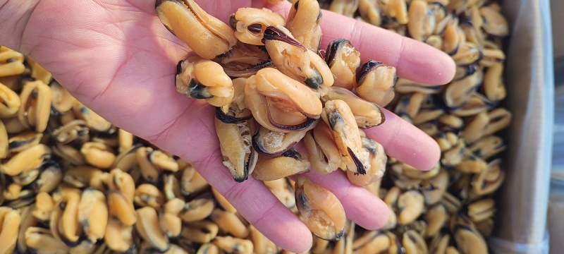 淡菜干规格100粒至800粒淡干无盐**电商团购量大包邮