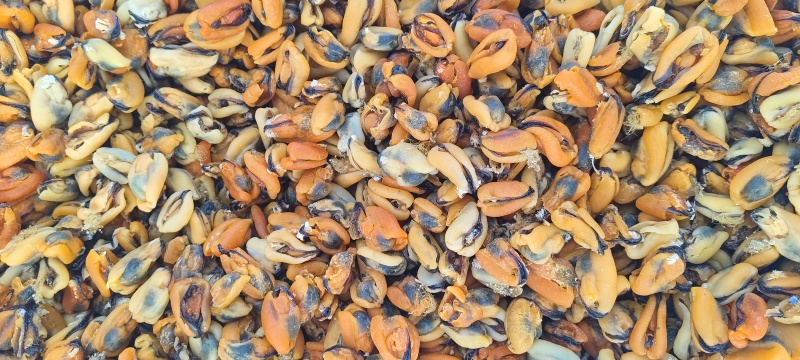 淡菜干规格100粒至800粒淡干无盐**电商团购量大包邮