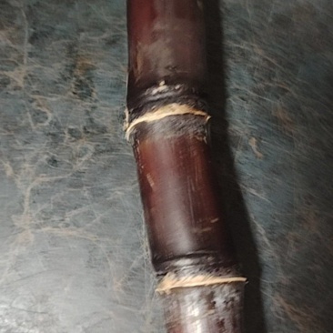 黑皮甘蔗