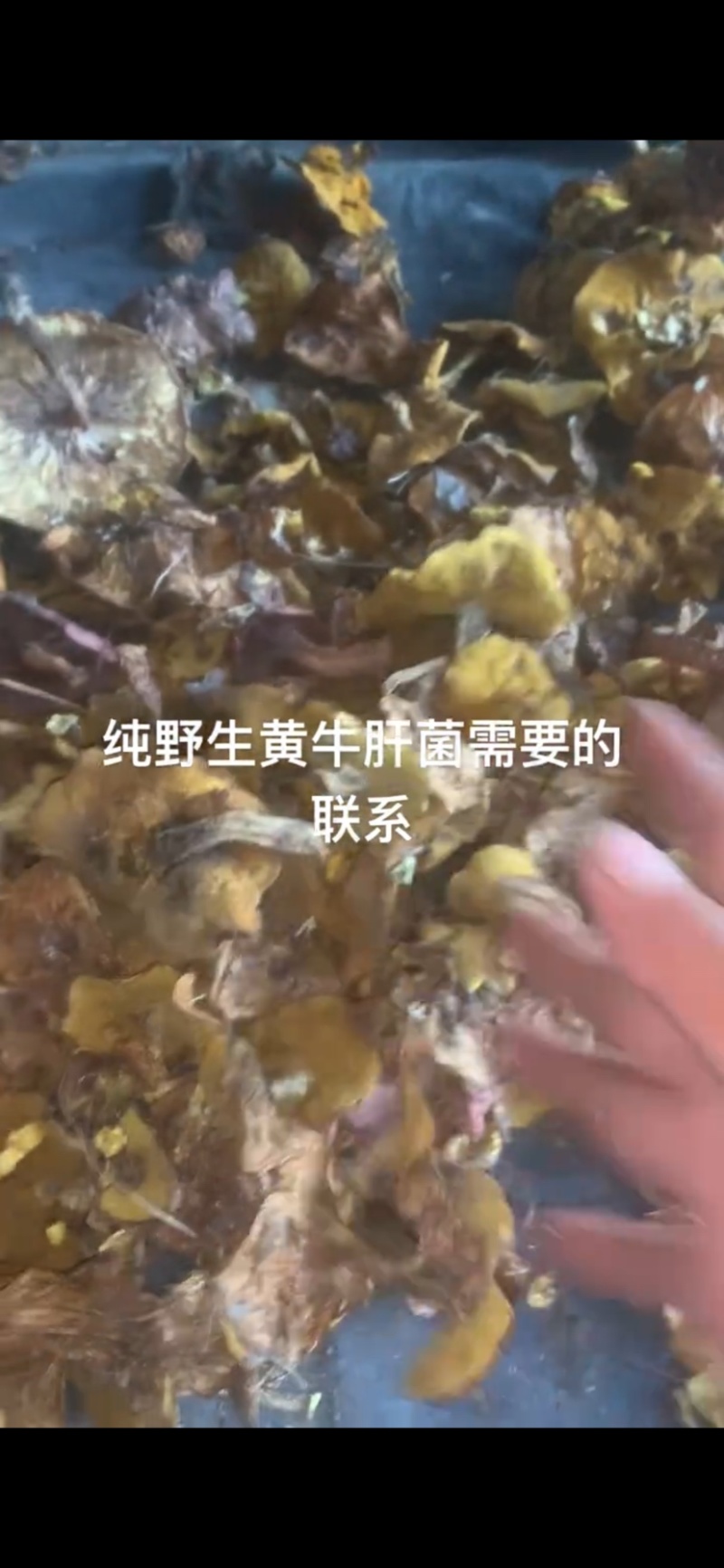 纯野生黄牛肝菌