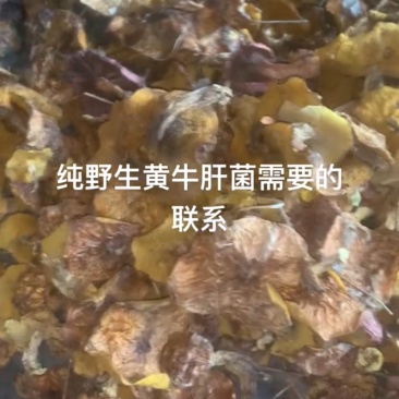 纯野生黄牛肝菌