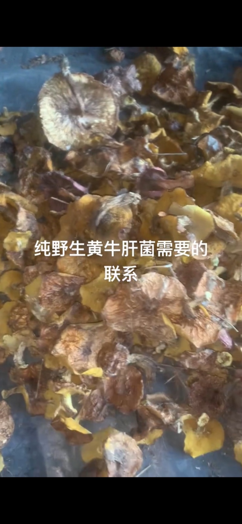 纯野生黄牛肝菌