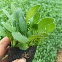 黑心菊
