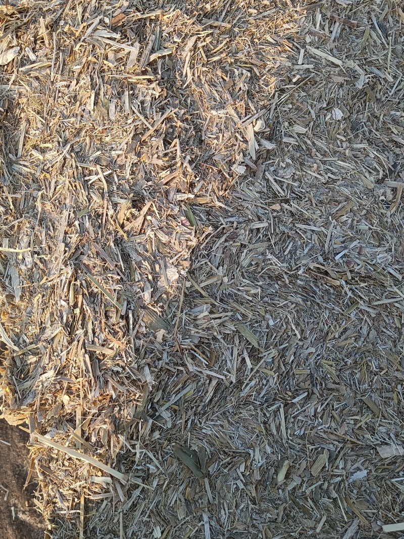 草，柔丝草，惠州火车站秸秆，阳原柔丝草，蔚县柔丝草，怀安