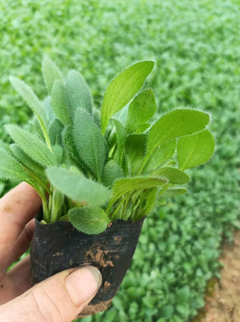黑心菊