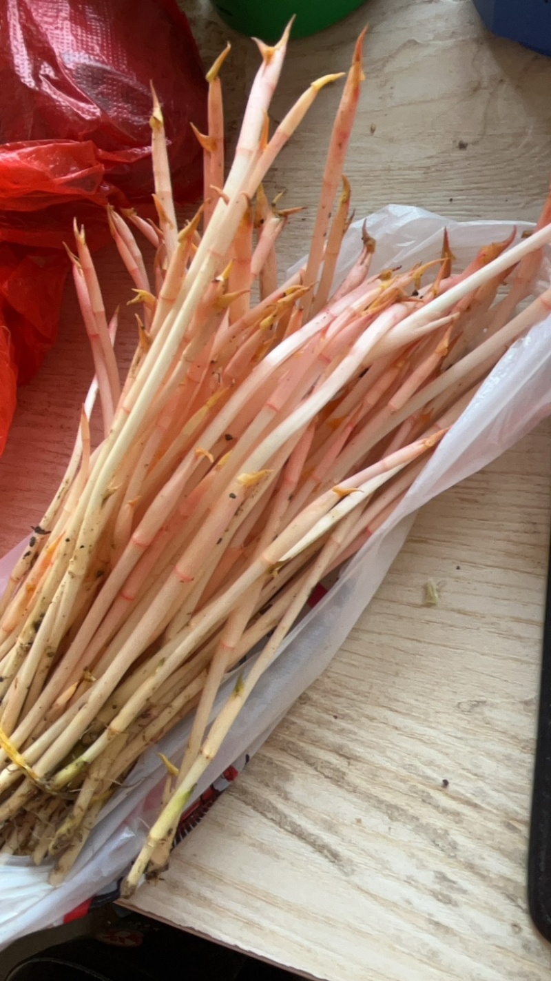 鱼腥草嫩芽鱼腥草健子芽苗菜