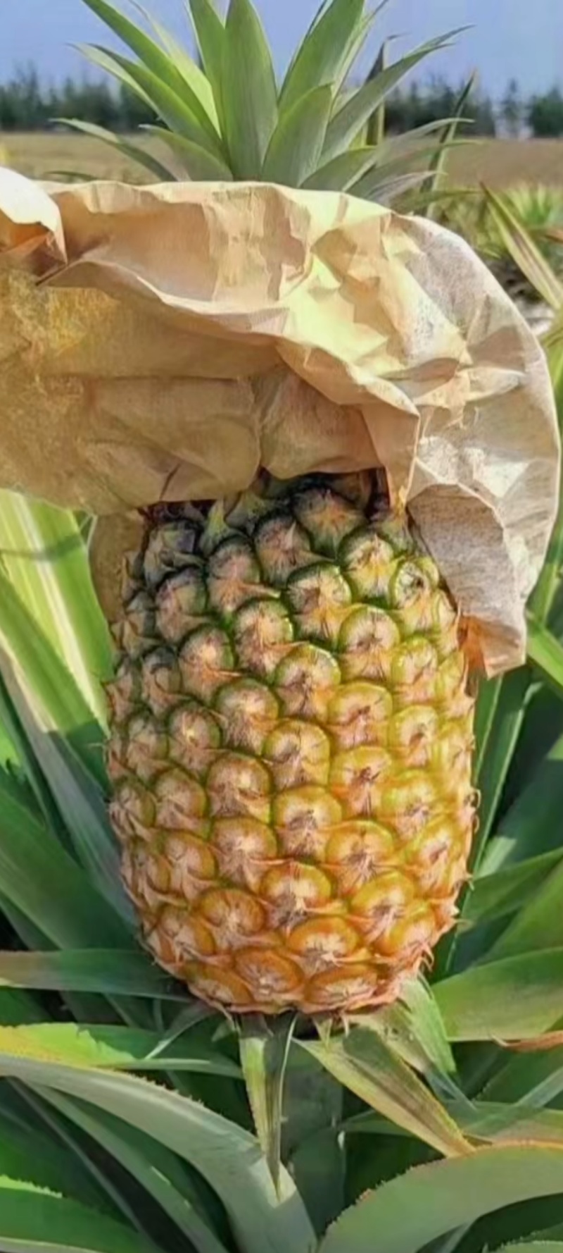 广东正宗金钻十七号凤梨，产地直供，质量保证，欢迎咨询定购