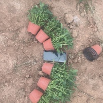 马鞭草