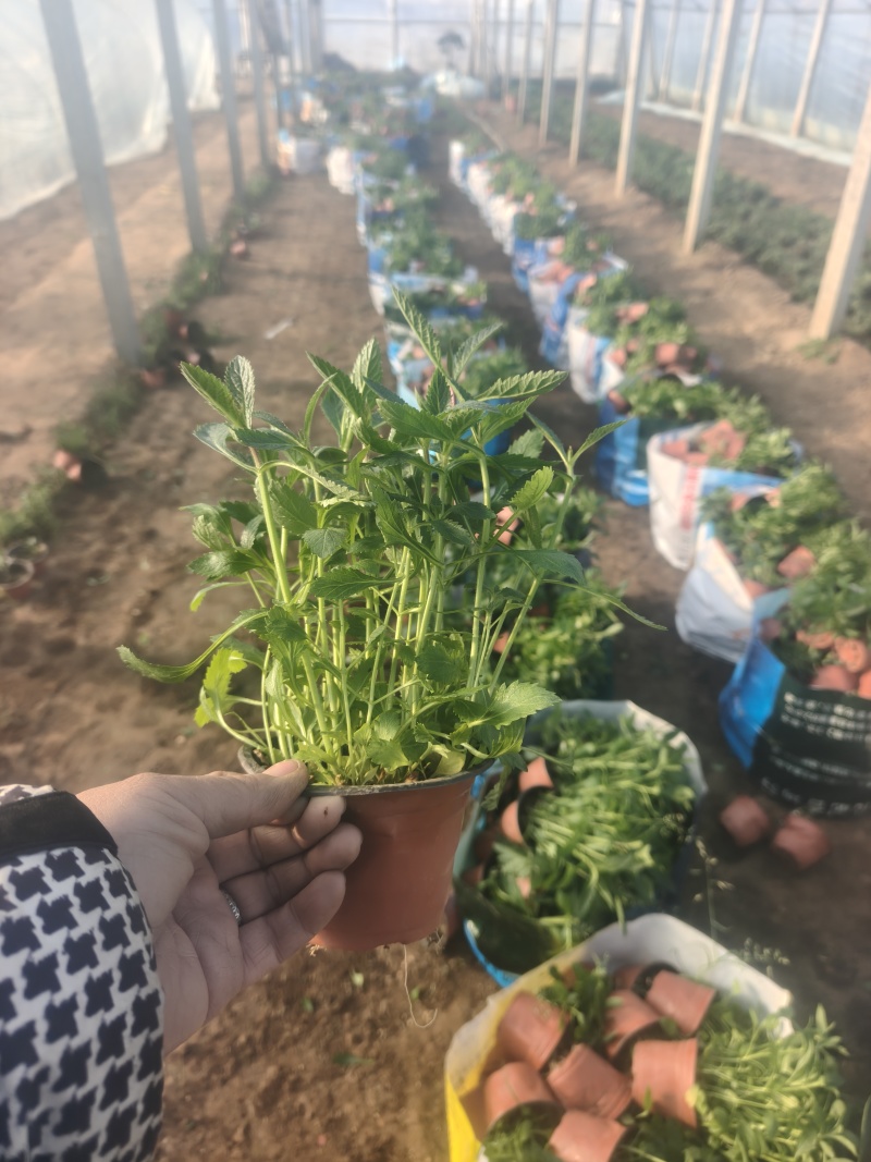 马鞭草
