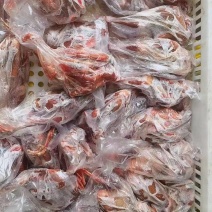二级鸽子全净膛5-6的单只套袋