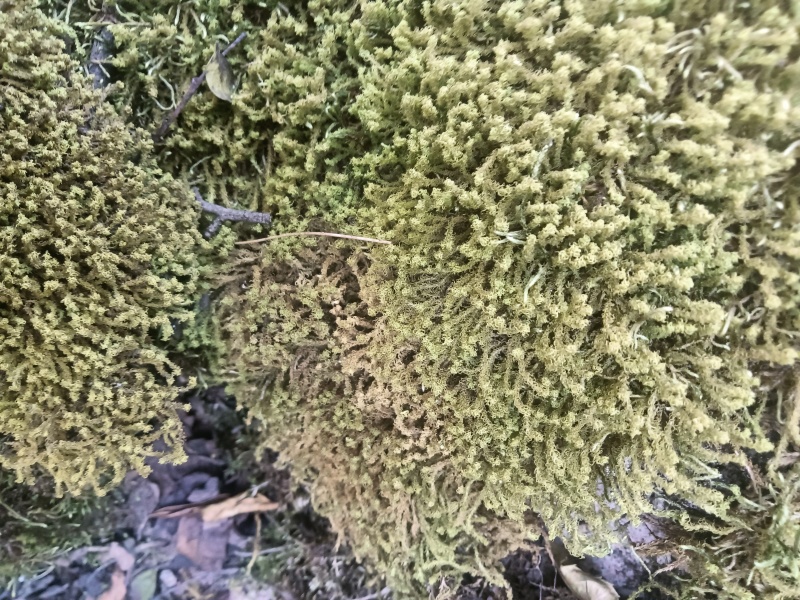 野采苔藓