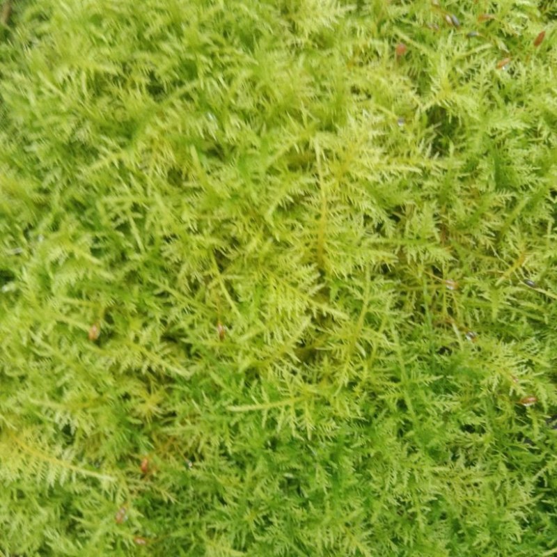 野采苔藓
