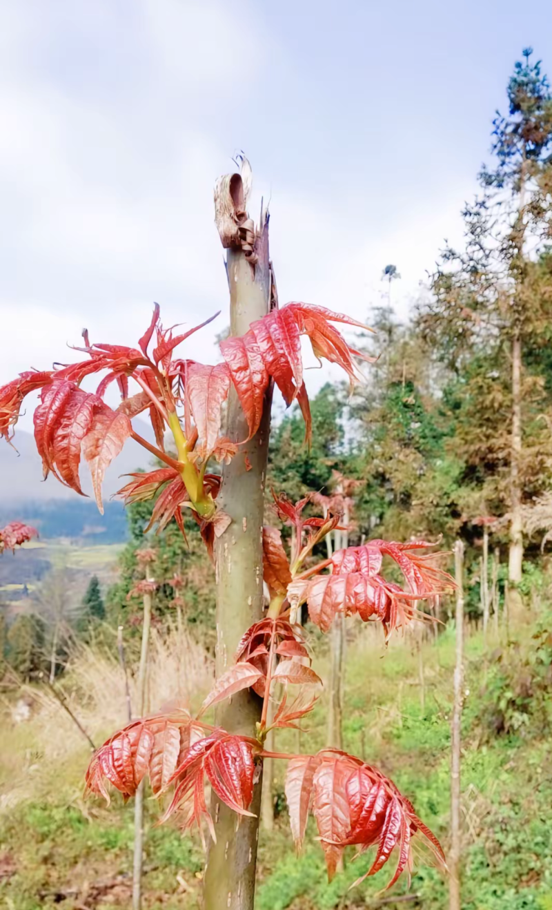 贵州凤岗锌硒红油香椿