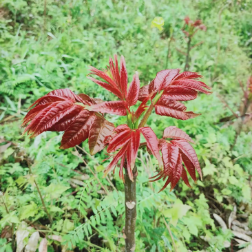 贵州凤岗锌硒红油香椿