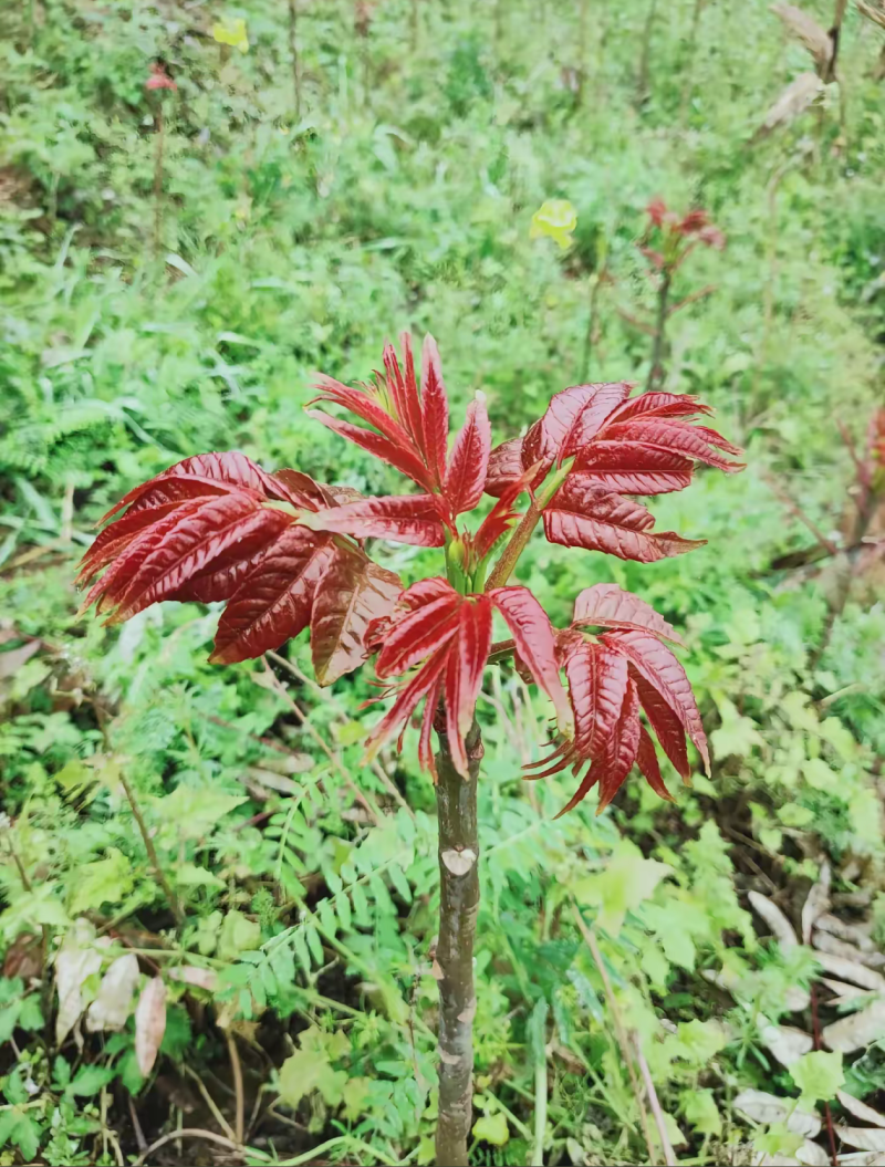 贵州凤岗锌硒红油香椿