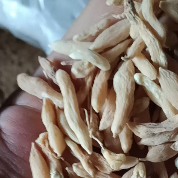 湖北襄阳产地麦冬干货，自家烘干厂房，无硫！