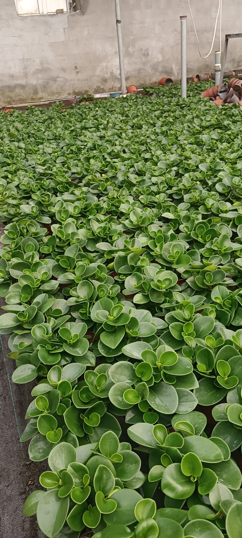碧玉别名豆瓣绿，电脑宝宝