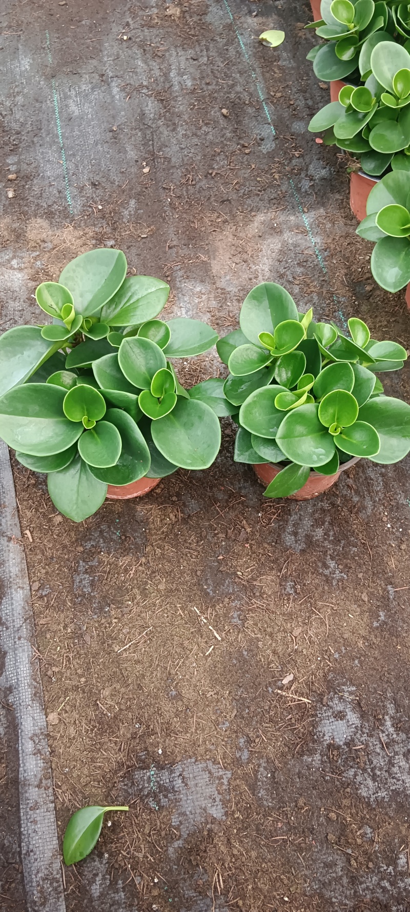碧玉别名豆瓣绿，电脑宝宝