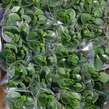 碧玉别名豆瓣绿，电脑宝宝