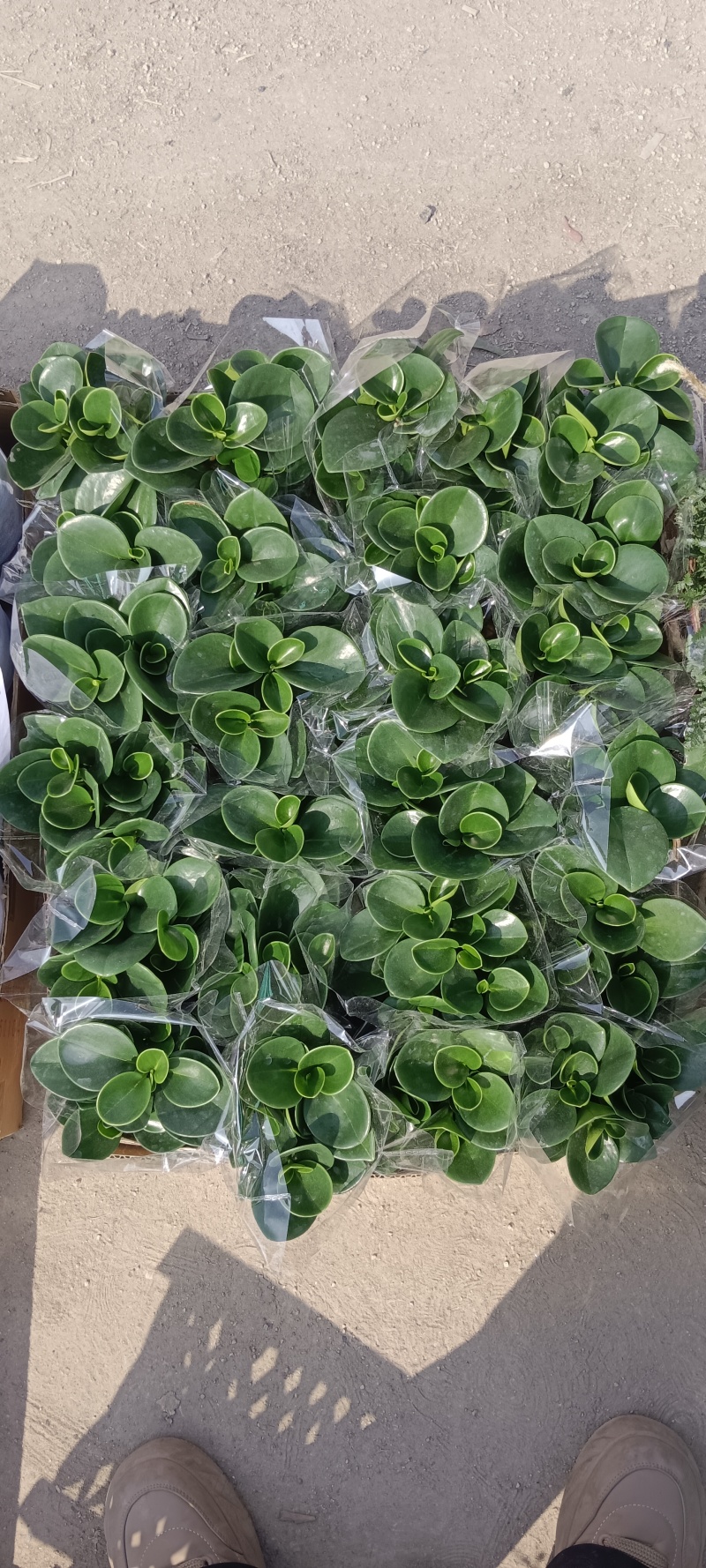 碧玉别名豆瓣绿，电脑宝宝
