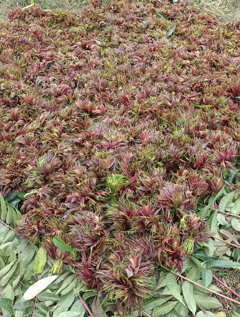 贵州凤岗锌硒红油香椿