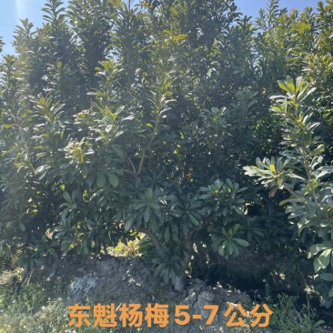 东魁杨梅树苗，已经挂果