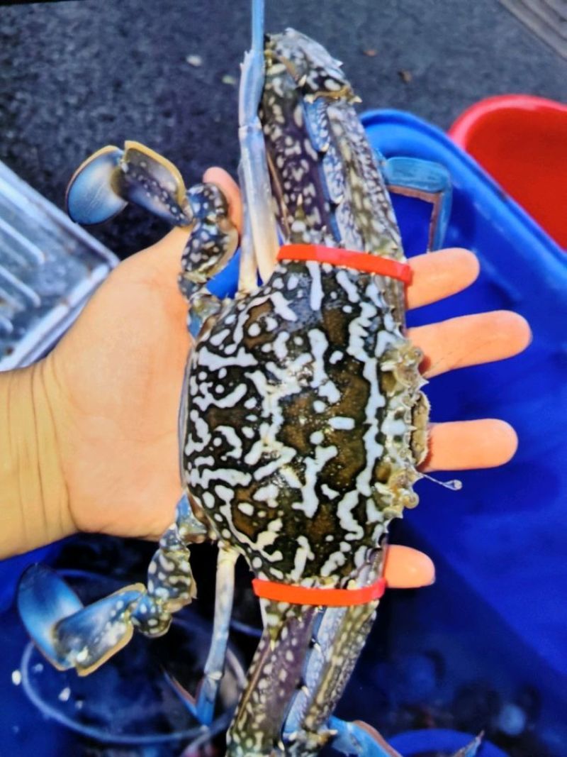 花蟹