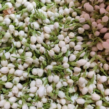 茉莉花