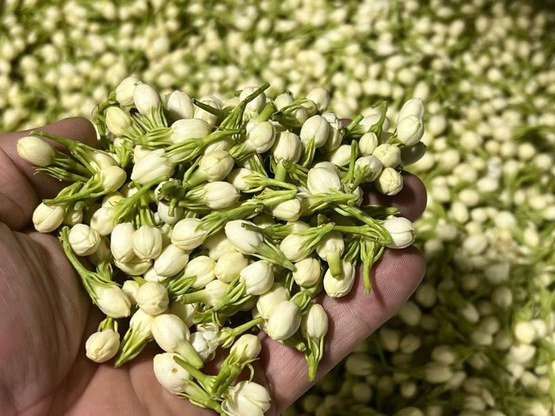 茉莉花
