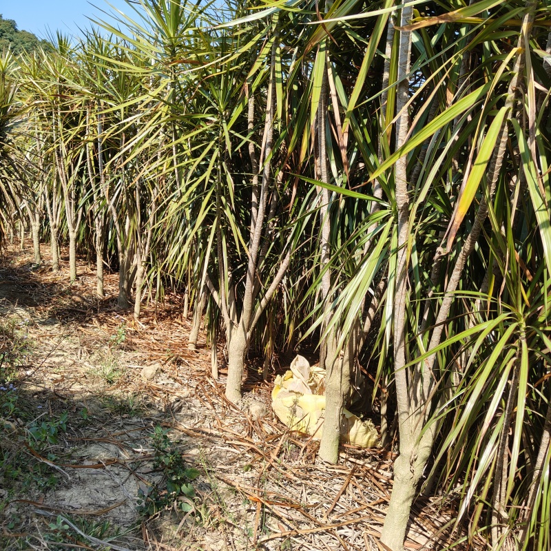 马尾铁
