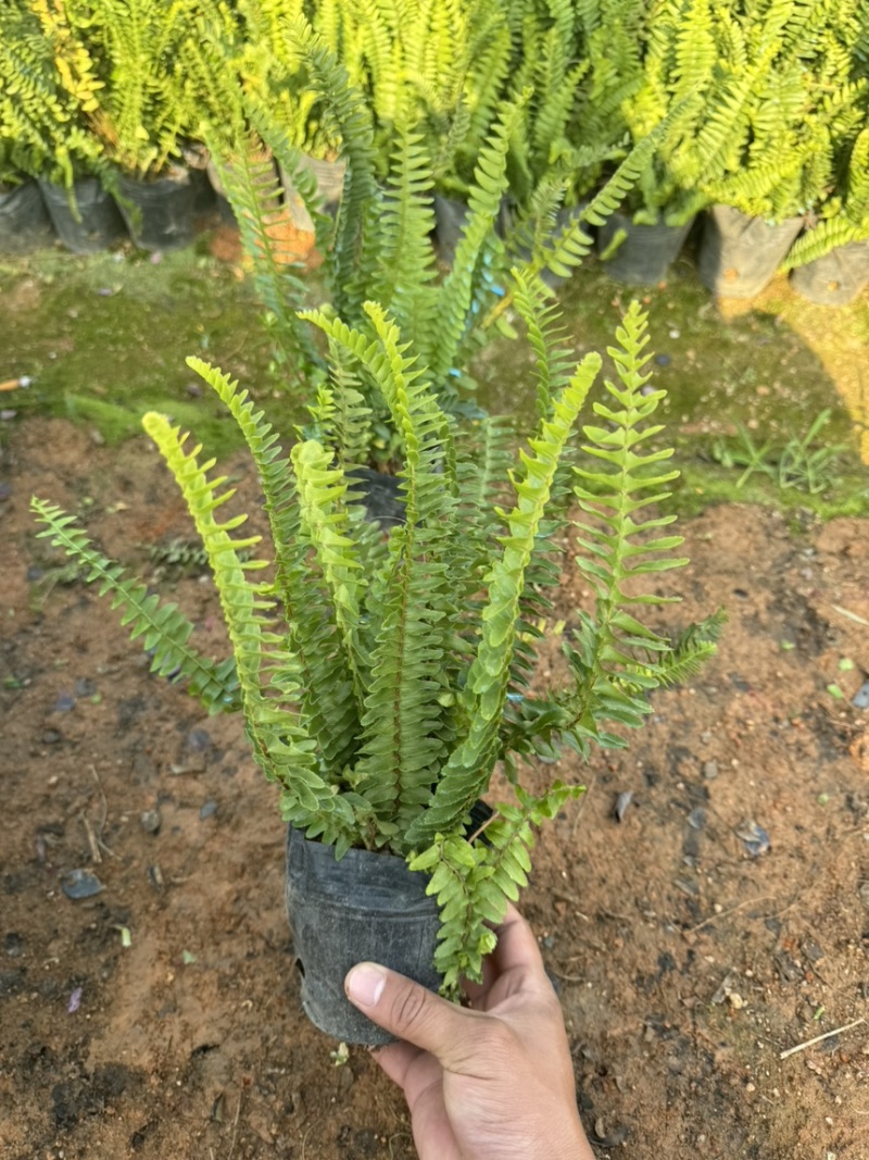 肾蕨