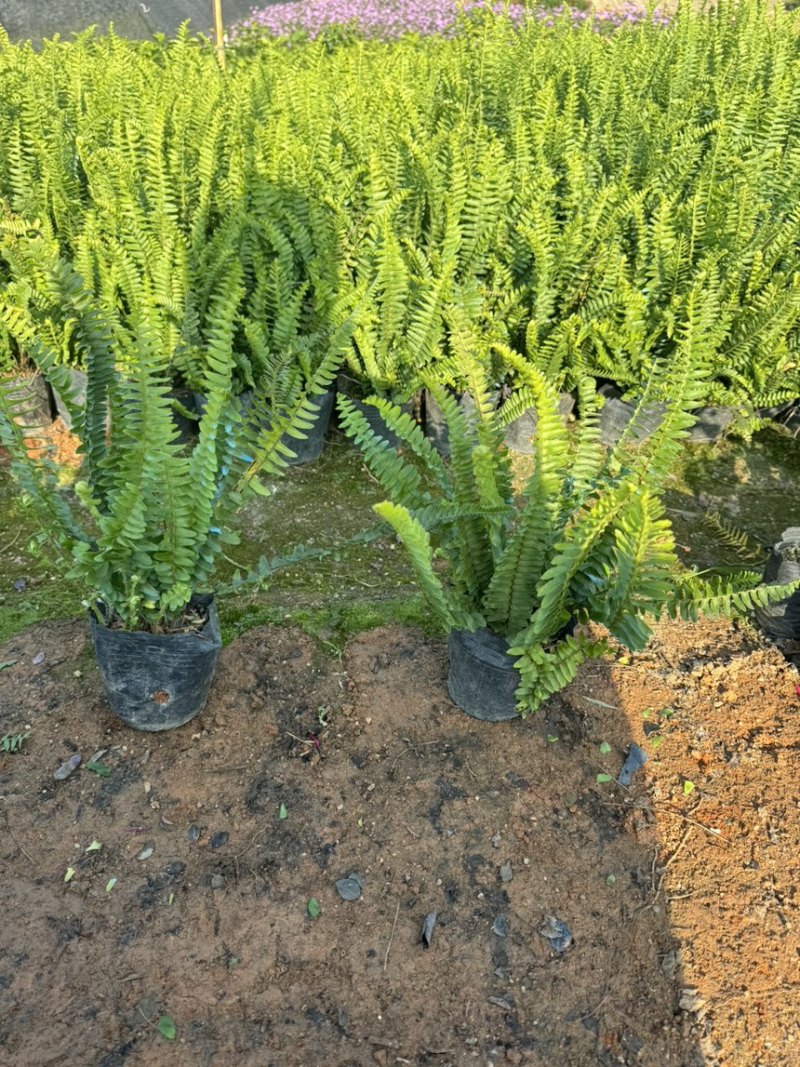 肾蕨