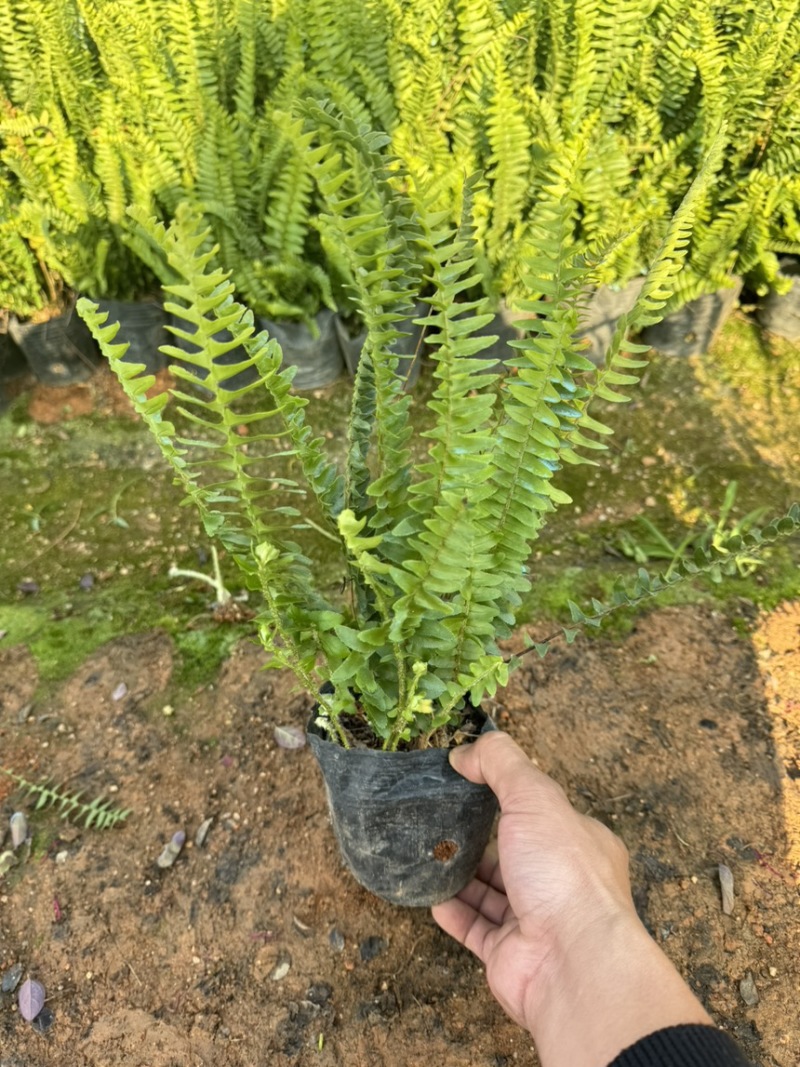 肾蕨