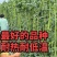 万斤青肉豆角种子高产架豆四季大田播种无筋架豆嫩豆角种籽